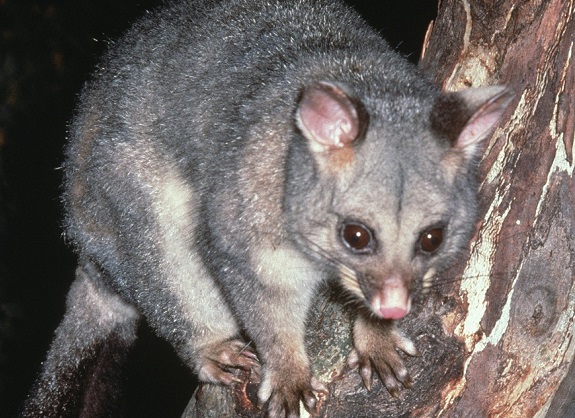 australian ringtail possum