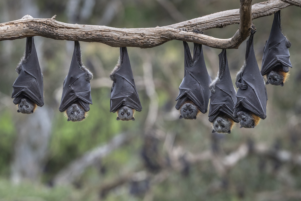 Grey-Headed Flying-Foxes upside down on branch