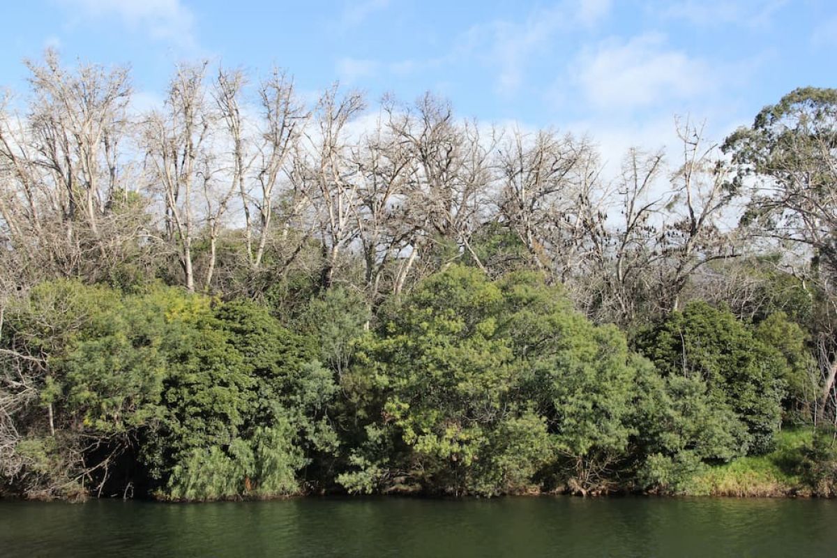 Bairnsdale flying-fox camp on Gunaikurnai Country