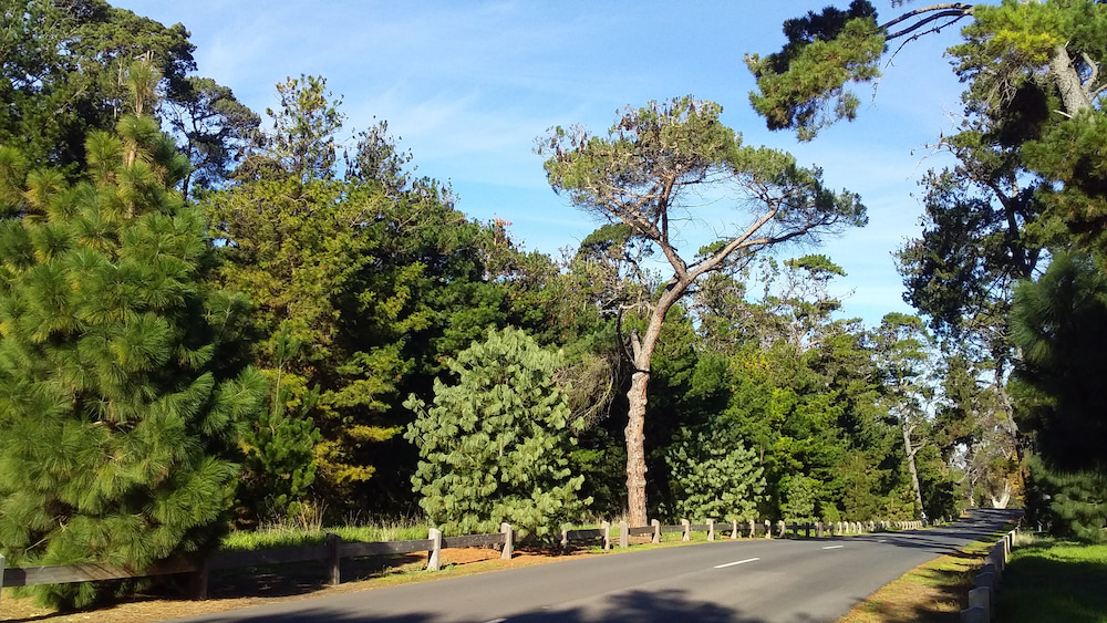 Geelong flying-fox camp on Wadawurrung Country