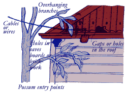 Possums can enter houses via overhanging branches, gaps in the roofing or holes in the eaves