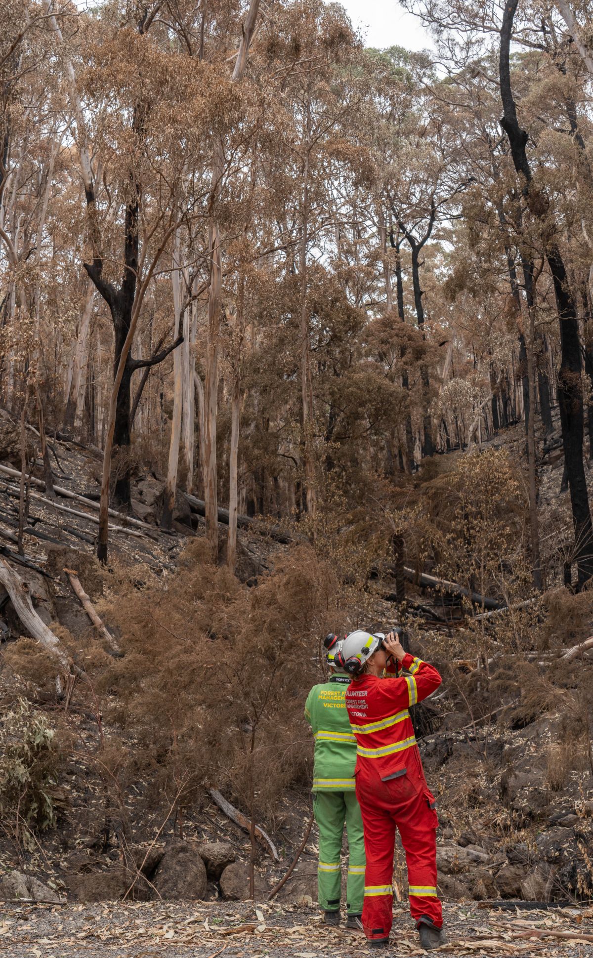 two wildlife assessment team members in a burnt area of forest looking through binoculars 