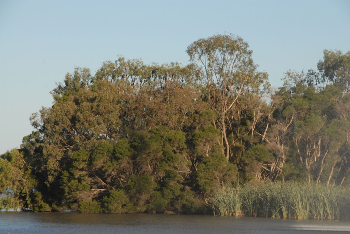 Sale flying-fox camp on Gunaikurnai Country