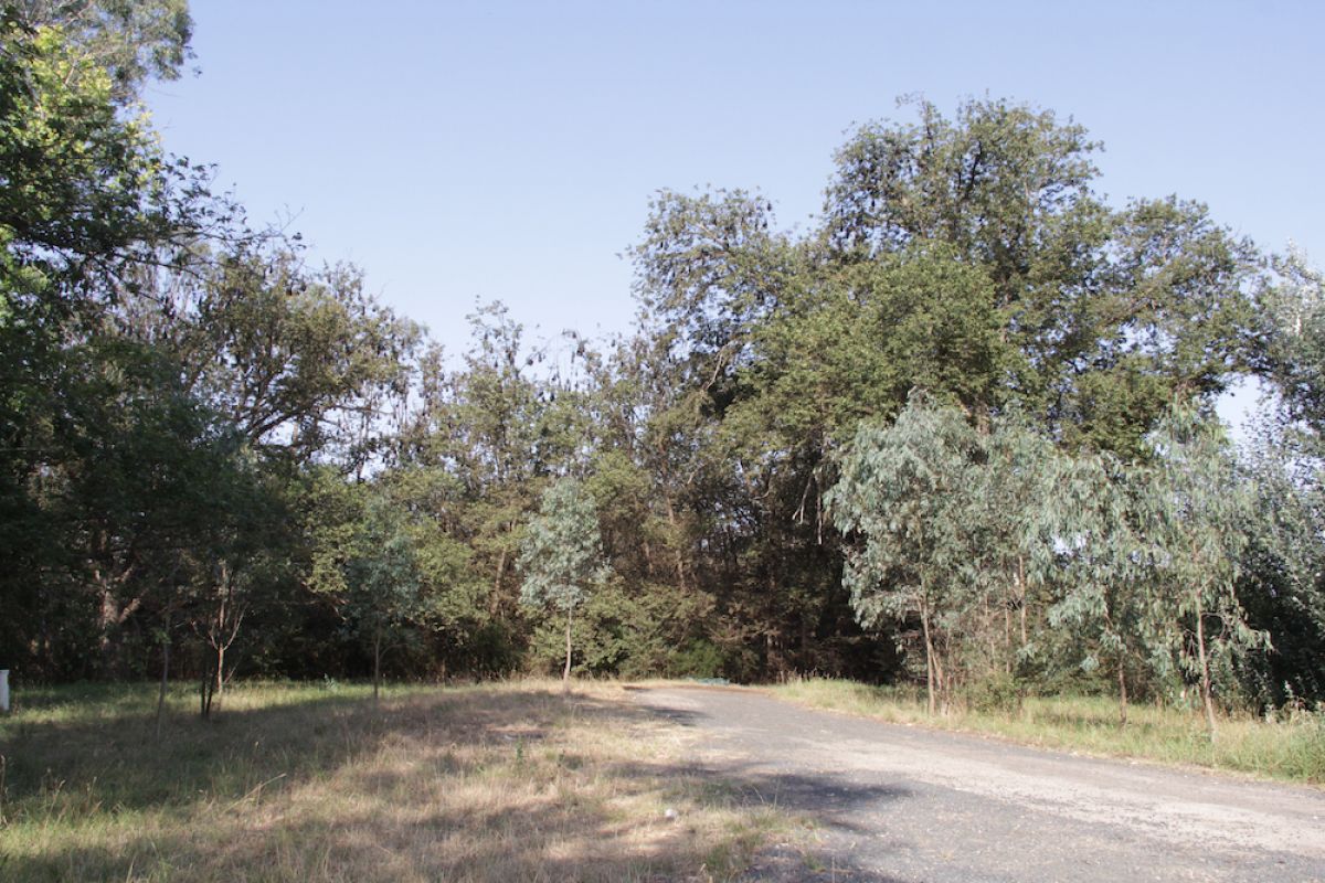 Maffra flying-fox camp on Gunaikurnai Country