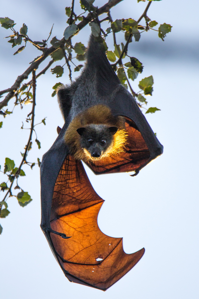 Grey-headed Flying-Fox upside down on tree with right wing outstretched