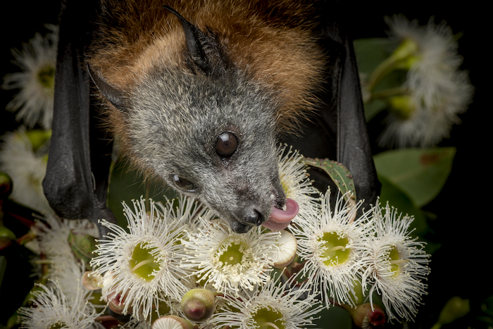 Grey-headed Flying-fox feeding on Eucalypt blossom, Bunurong Country. Photo: Doug Gimesy.