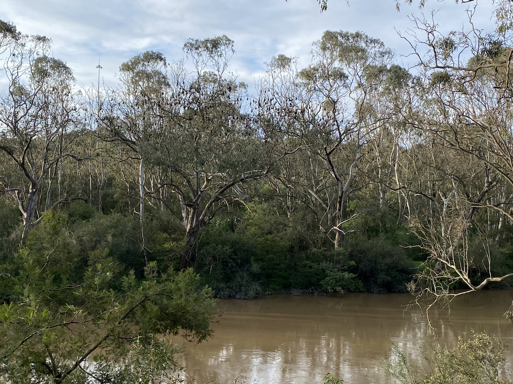 Yarra Bend flying-fox camp, Wurundjeri Country. 