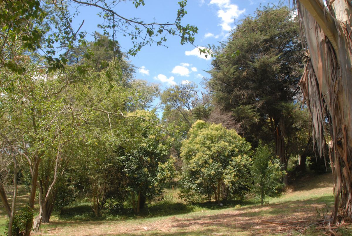 Traralgon flying-fox camp on Gunaikurnai Country