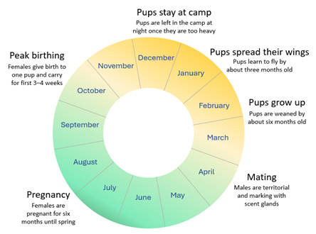 Life cycle of Grey-headed Flying-foxes