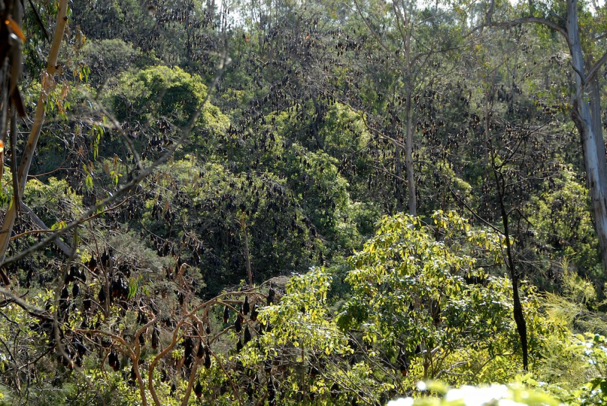 Karbeethong flying-fox camp on Country of the First Peoples of the Far East