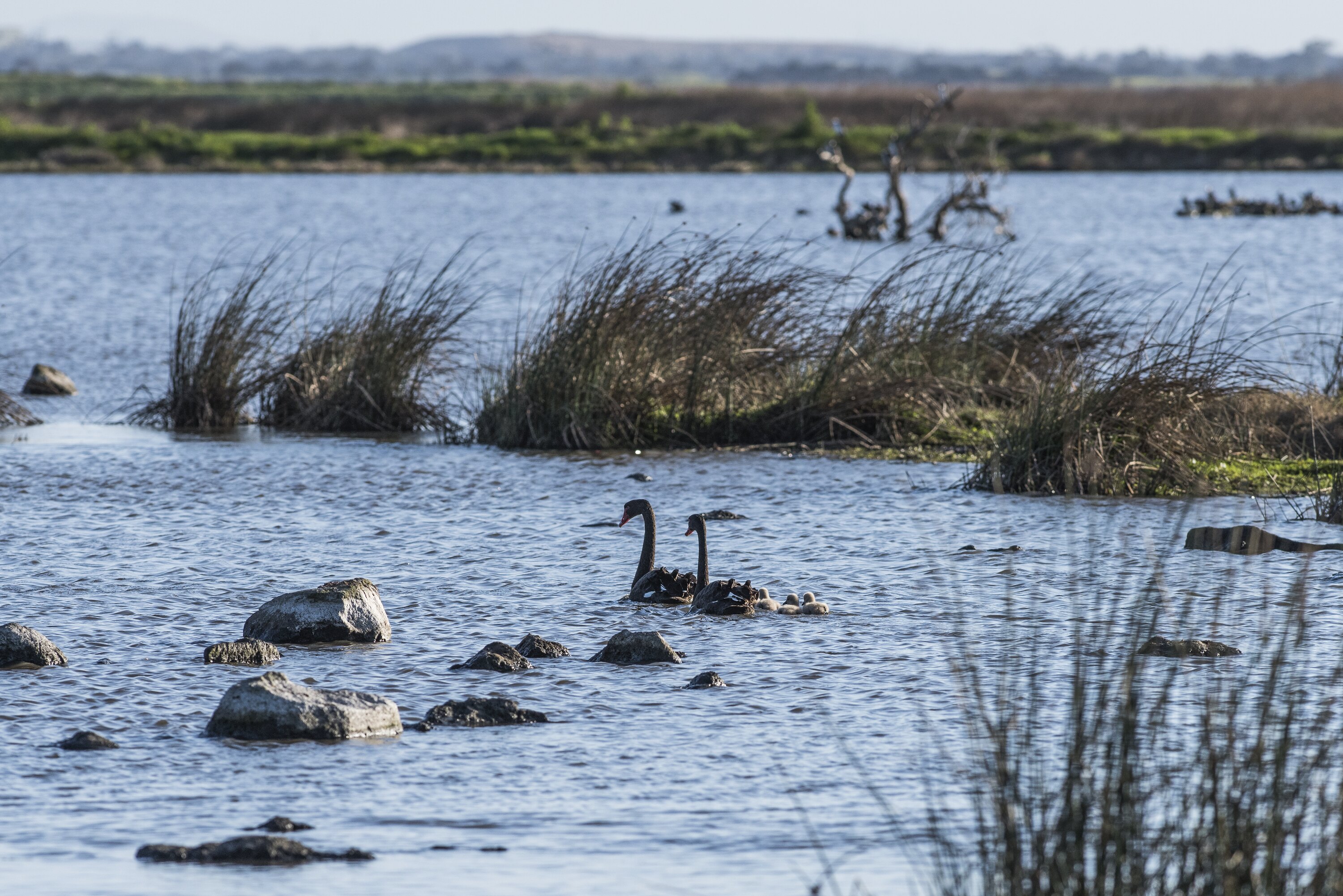 Black swan and cygnets Werribee David Paul