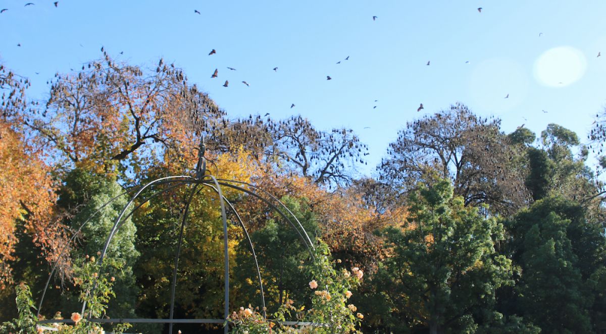 Bendigo flying-fox camp on Dja Dja Wurrung Country