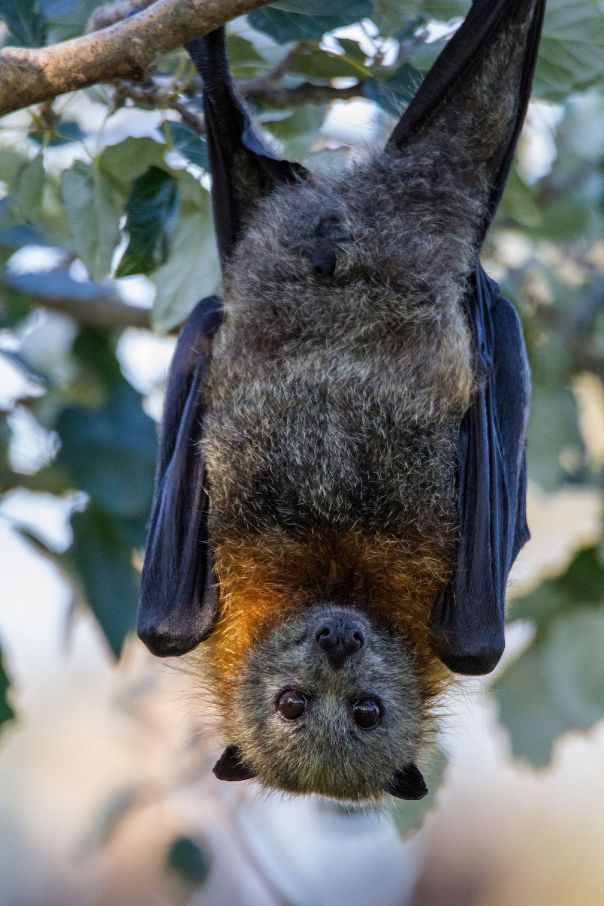 Grey-headed Flying-fox hanging upside down at the Bairnsdale camp on Gunaikurnai Country. 