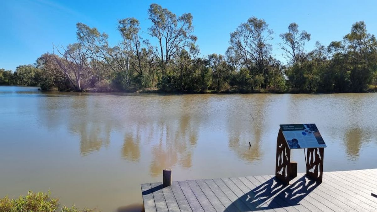 Numurkah flying-fox camp on Yorta Yorta Country