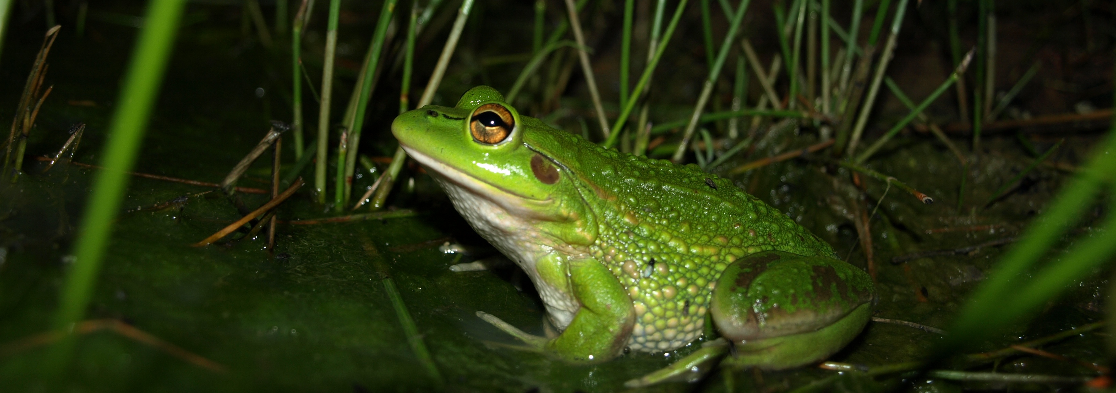 Green frog