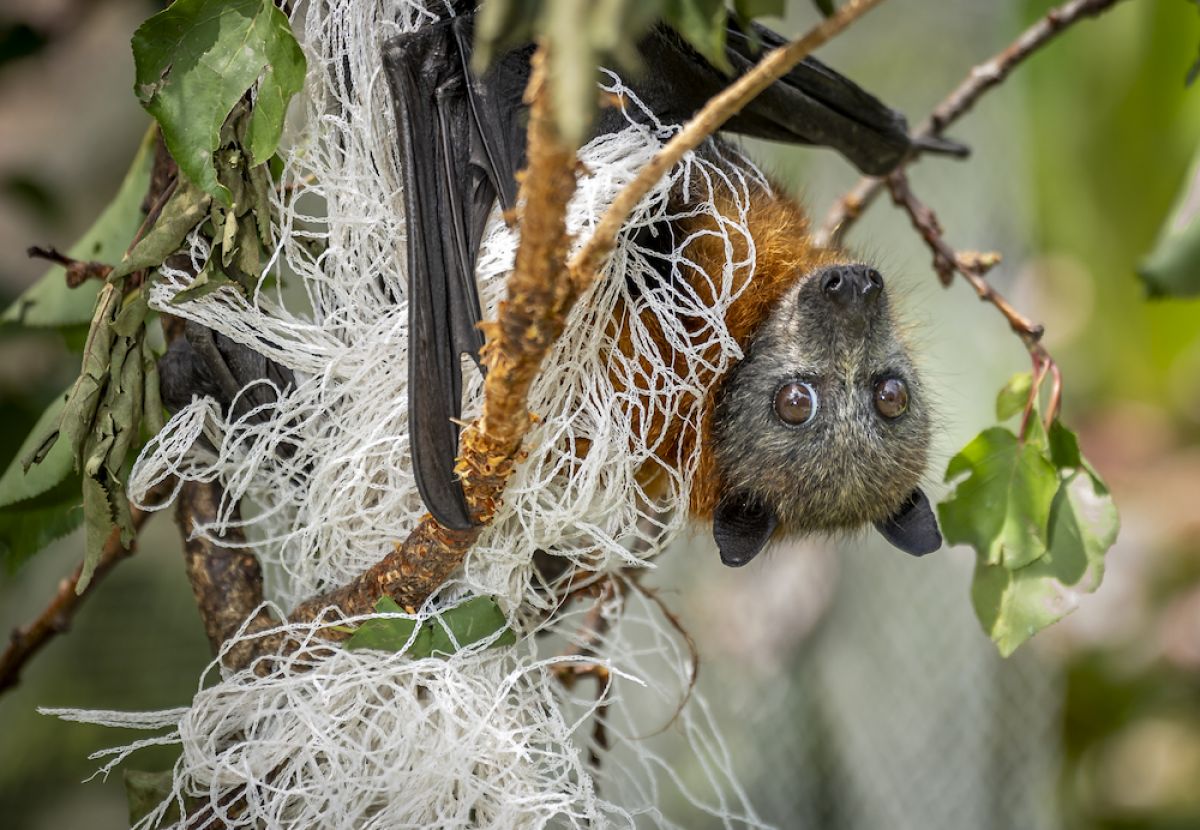 Grey-headed Flying-fox caught in non-compliant fruit netting, Bunurong Country.