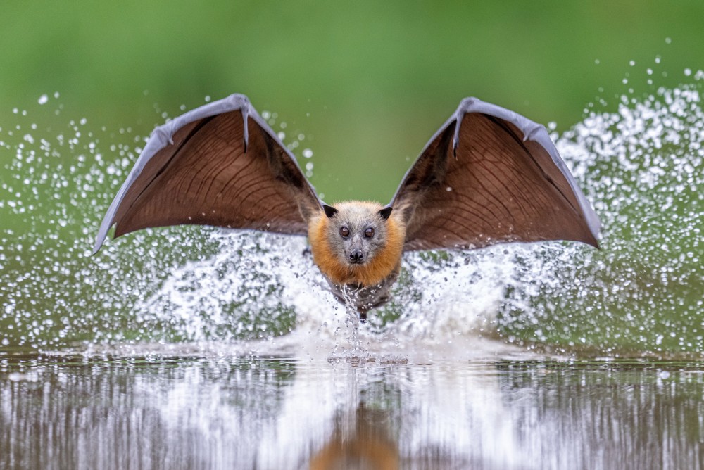 Grey-headed Flying-fox dipping its belly in water