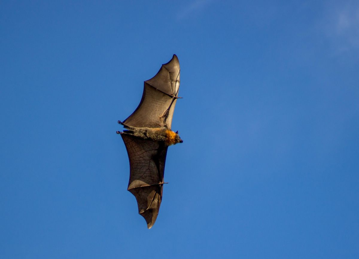 Grey-headed Flying-fox, Bairnsdale camp on Gunaikurnai Country