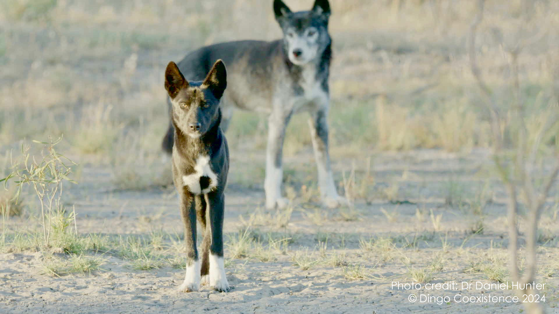 Dingoes in Big Desert