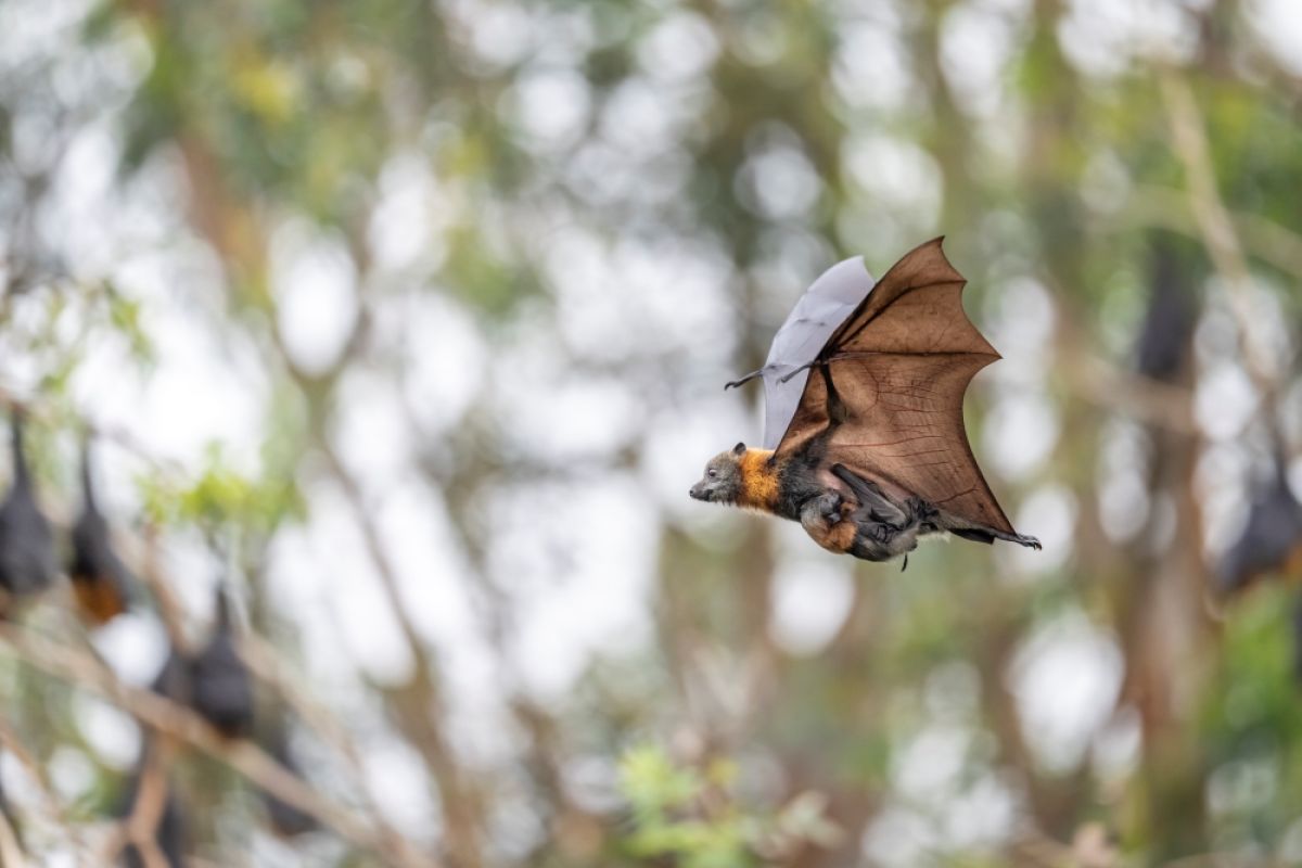 Grey-headed Flying-fox carrying a pup