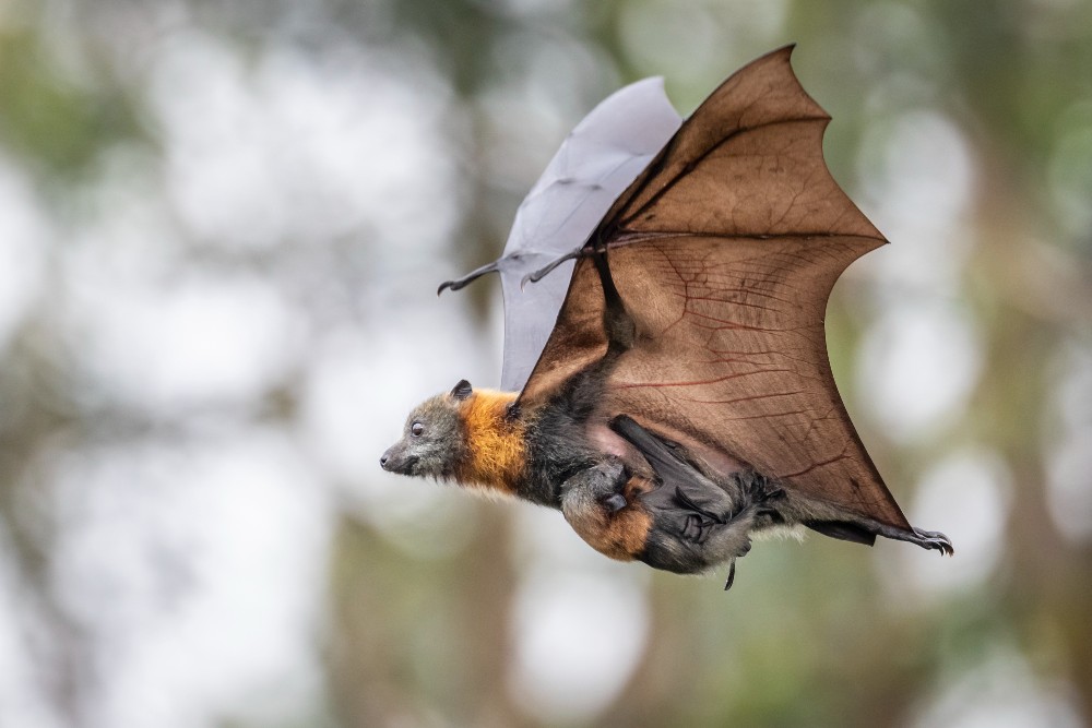 Grey-headed Flying-fox with pup close up